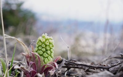 Young Improvers for Youth Development Launches Smolyan Green Ambassadors Program